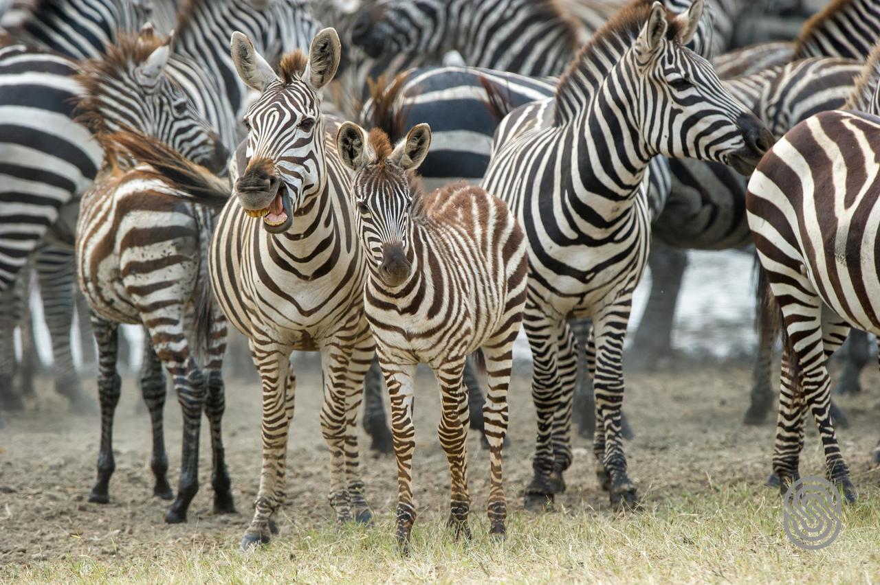 Serengeti Serena Safari Lodge Exterior photo
